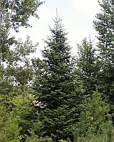 Пихта бальзамическая (Abies balsamea) С35