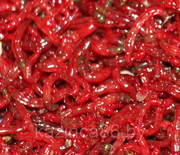 Мотыль развесной ( за 10 г.)