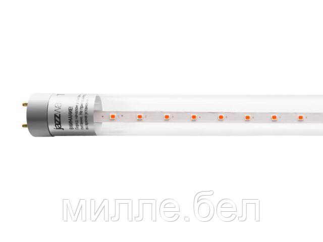 Лампа PLED T8-600 8 Вт для растений AGRO G13 CL JAZZWAY (для растений, цвет свечения: красный 650 нм, синий