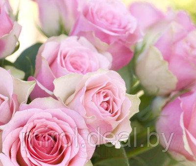 Фотообои листовые Citydecor Розовые розы - фото 1 - id-p225932103
