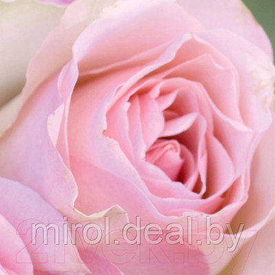 Фотообои листовые Citydecor Розовые розы - фото 3 - id-p225932103