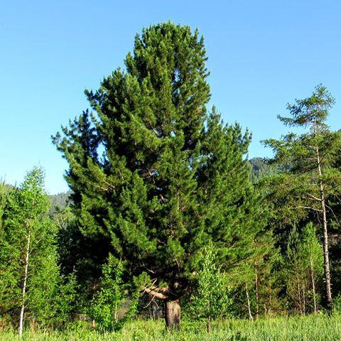 купить саженцы хвойных купить саженцы хвойных