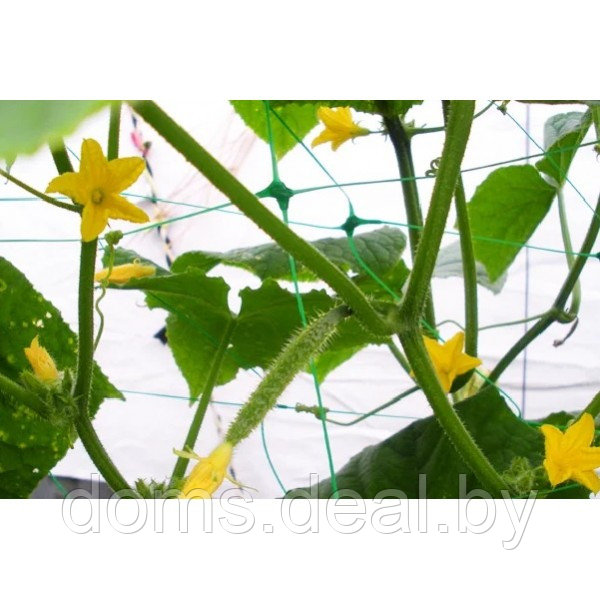 Сетка шпалерная для вьющихся растений 1,7х100м Bradas Bradas Сетка -01 - фото 3 - id-p212056799