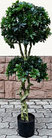 Искусственное растение ForGarden Дерево Pittisporum Double / FGN BF01699