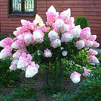 Гортензия метельчатая Sundae Fraise(Сандей фрайз) розово- белая саженец