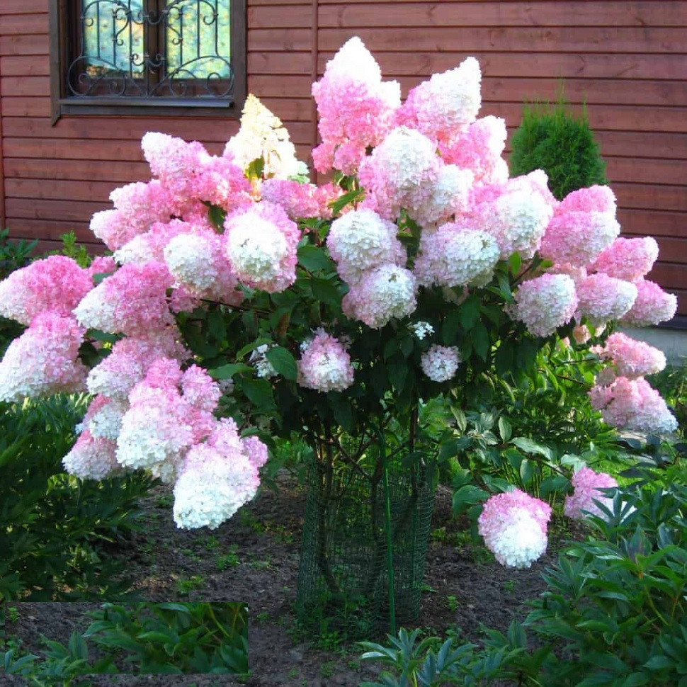 Гортензия метельчатая Sundae Fraise(Сандей фрайз) розово- белая саженец - фото 1 - id-p226008800