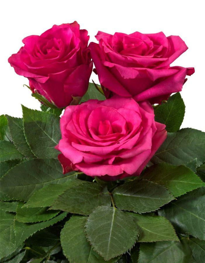 Роза чайно-гибридная Хот Эксплорер - фото 1 - id-p226055899