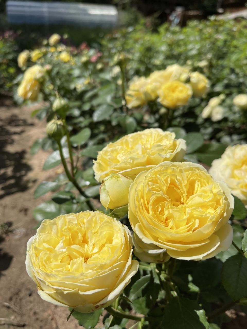 Роза чайно-гибридная Каталина