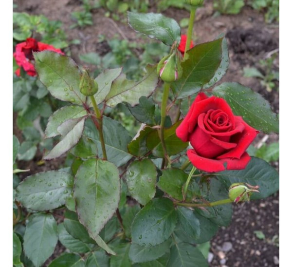 Роза чайно-гибридная Черри Лав - фото 1 - id-p226058143