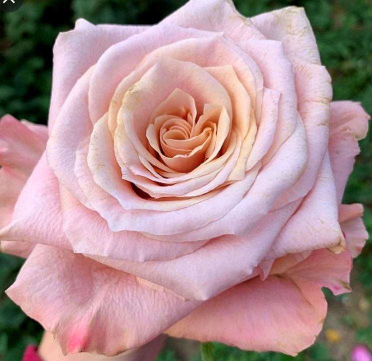 Роза чайно-гибридная Шиммер - фото 1 - id-p226059063