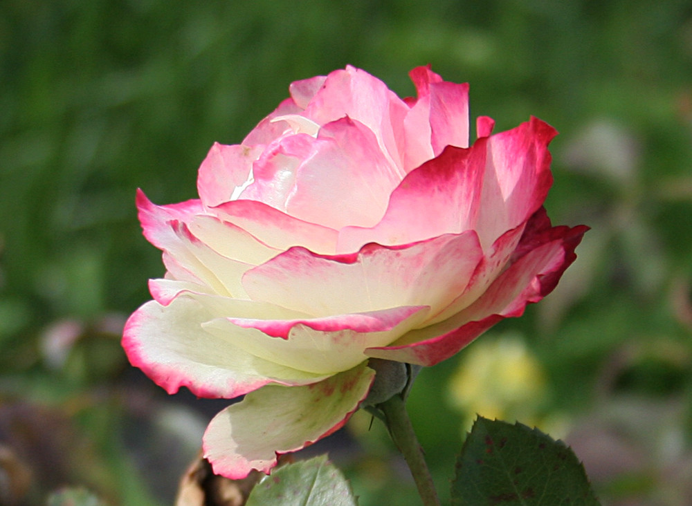 Роза чайно-гибридная Вальс де Мейан