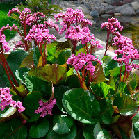 Бадан Bergenia Cordifiola Rotblum Ротблюм(красное цветение)