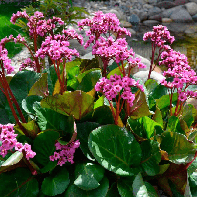 Бадан Bergenia Cordifiola Rotblum Ротблюм(красное цветение) - фото 1 - id-p226061005