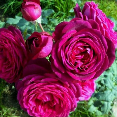 Роза чайно-гибридная Иоганн Вольфганг фон Гете - фото 1 - id-p226061226