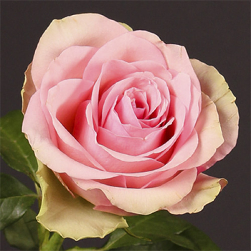 Роза чайно-гибридная  Бель Роуз