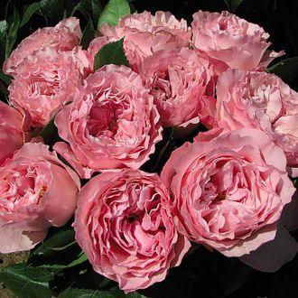 Роза чайно-гибридная Майра Роуз - фото 1 - id-p226061311