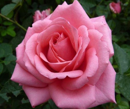Роза чайно-гибридная Вэм - фото 1 - id-p226061383