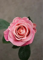 Роза чайно-гибридная Хермоза