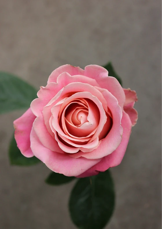 Роза чайно-гибридная Хермоза - фото 1 - id-p226061388