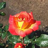 Роза флорибунда Джипси, фото 2