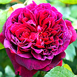 Роза английская Вильям Шекспир 2000, фото 2
