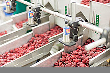 Инжиниринг для  производств по переработке овощей, фруктов и молочных продуктов