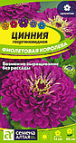 Цинния георгиноцветковая Фиолетовая Королева, семена, 0,3гр., Польша, (са), фото 2