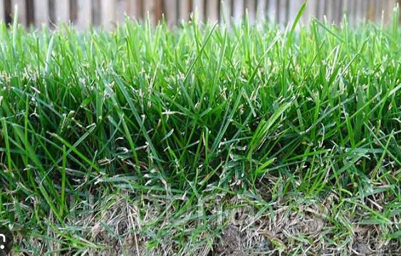 Семена травы Мятлик луговой Цептор,20 кг 100% чистота и более 90% всхожесть (DSV,Германия) - фото 2 - id-p226192593