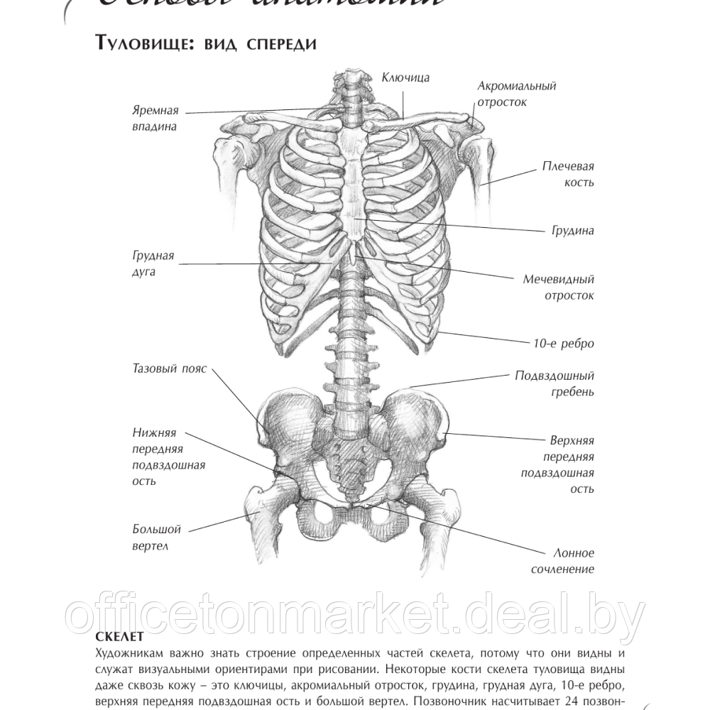 Книга "Анатомия для художников. Экспресс-курс + скетчбук", Walter Foster - фото 5 - id-p226202724