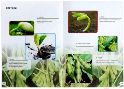 Набор для выращивания растений Эврики Наука о растениях / 5066413 - фото 3 - id-p226237988