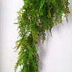 Аспарагус перистый 85 см, зеленый, фото 3