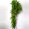 Аспарагус перистый 85 см, зеленый, фото 2