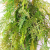 Аспарагус перистый 85 см, зеленый, фото 4