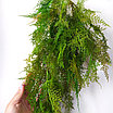 Аспарагус перистый 85 см, зеленый, фото 5