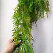 Аспарагус перистый 85 см, зеленый, фото 6
