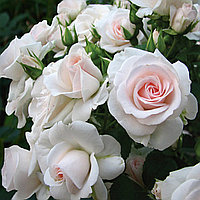 Роза Аспирин роуз (Aspirin Rose) флорибунда