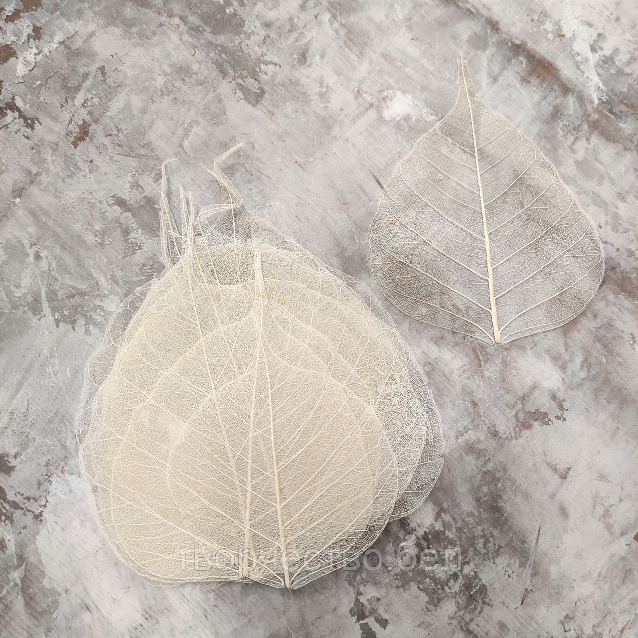 Листья скелетированные молочные для декора саше, свечей, 10 шт - фото 1 - id-p226265410