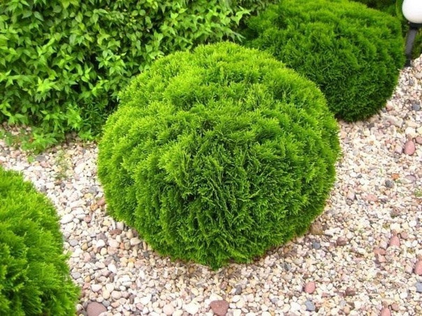 Туя западная "Danica" (Thuja occidentalis) С2