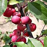 Яблоня декоративная Ола на штамбе, фото 3