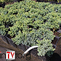 Можжевельник чешуйчатый "Blue Star" (Juniperus squamata) С2