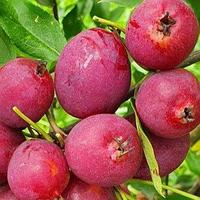 Яблоня декоративная «Райское яблоко», саженец