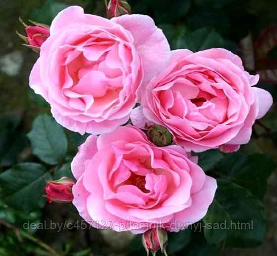 Роза чайно-гибридная КУИН ЭЛИЗАБЕТ - фото 1 - id-p226374488