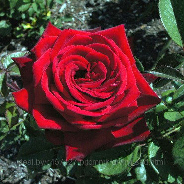 Роза чайно-гибридная БУРГУНД - фото 2 - id-p226374491