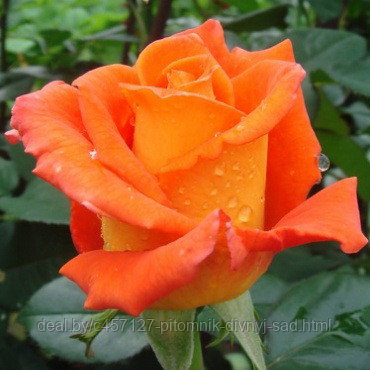 Роза чайно-гибридная МОНИКА - фото 1 - id-p226374500