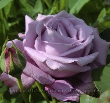 Роза чайно-гибридная Майнцер Фастнахт - фото 1 - id-p226374502