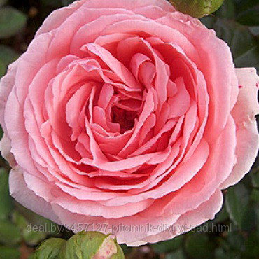 Роза флорибунда КИМОНО - фото 1 - id-p226374504