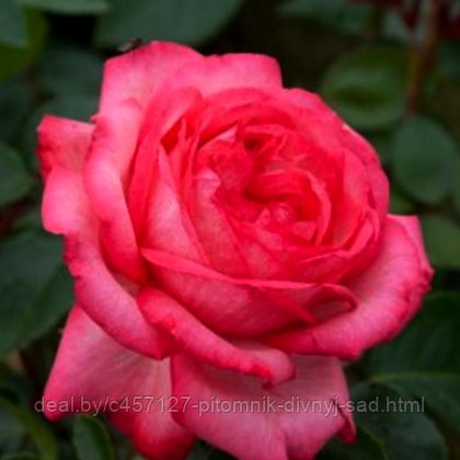 Роза плетистая АНТИК - фото 1 - id-p226374512