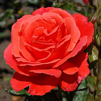 Роза чайно-гибридная Анжелика