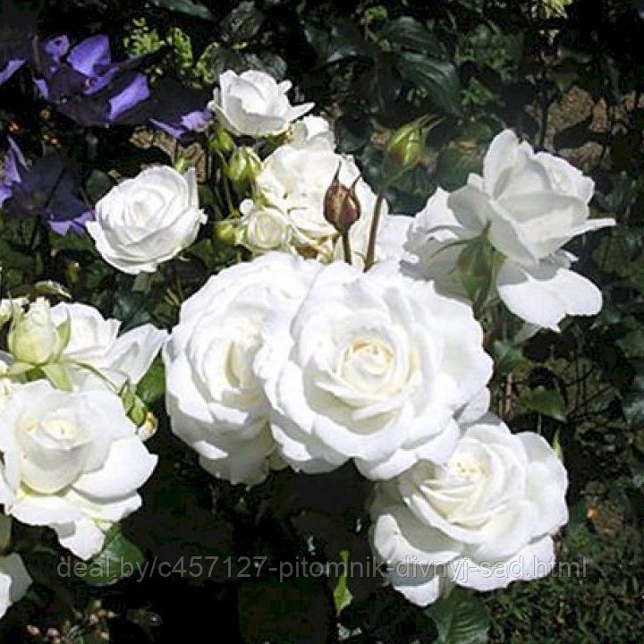 Роза Аннапурна чайно-гибридная - фото 2 - id-p226375746