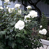 Роза  Аннапурна чайно-гибридная, фото 4